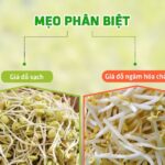 6 Cách phân biệt giá đỗ sạch và giá đỗ ngâm hóa chất